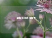 巅峰德信德州扑克