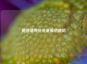 德信德州扑克是模仿梭哈